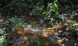 小草国产精品,小草，描绘生命的顽强与希望